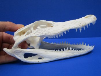 7 to 8 inches Florida Alligator Skulls <font color=red> Wholesale</font>,- 2 @ $50.00 each 