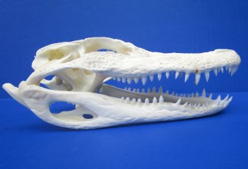 7 to 8 inches Florida Alligator Skulls <font color=red> Wholesale</font>,- 2 @ $50.00 each 