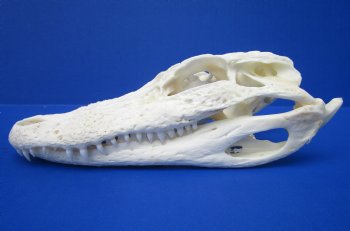 7 to 8 inches Florida Alligator Skulls <font color=red> Wholesale</font>,- 2 @ $50.00 each 