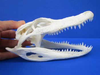 7-1/2 inches Florida Alligator Skull, Grade B (missing chunk of bone) - $49.99