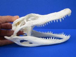 7-1/2 inches Florida Alligator Skull, Grade B (missing chunk of bone) - $59.99