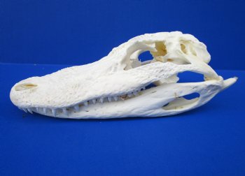 7-1/2 inches Florida Alligator Skull, Grade B (missing chunk of bone) - $49.99