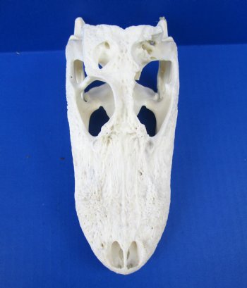 7-1/2 inches Florida Alligator Skull, Grade B (missing chunk of bone) - $59.99