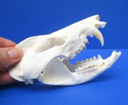 5 inches Large American Opossum Skull for $49.99
