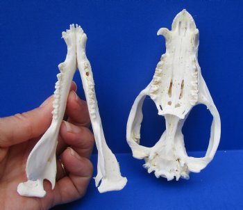 5 inches Large American Opossum Skull for $49.99