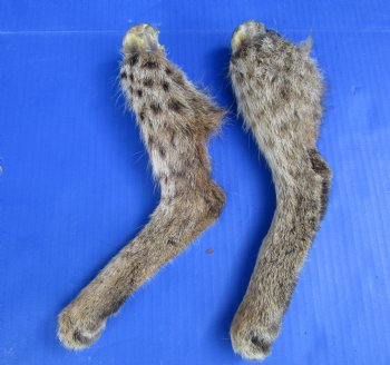 2 Wild Bobcat Legs 10-1/2 and 11-3/4 inches Preserved with Formaldehyde for $17.50 each