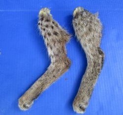 2 Wild Bobcat Legs ...