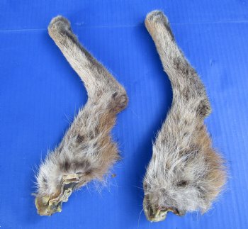 2 Wild Bobcat Legs 10-1/2 and 11-3/4 inches Preserved with Formaldehyde for $17.50 each