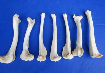2 Wild Bobcat Legs 10-1/2 and 11-3/4 inches Preserved with Formaldehyde for $17.50 each