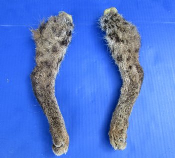 2 Bobcat Legs Preserved with Formaldehyde for $17.50 each