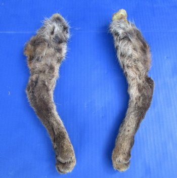 2 Bobcat Legs Preserved with Formaldehyde for $17.50 each