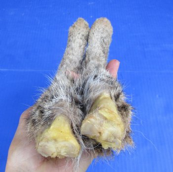 2 Bobcat Legs Preserved with Formaldehyde for $17.50 each