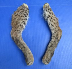 2 Bobcat Legs 10-1/2 and 10-3/4 inches Preserved with Formaldehyde for $17.50 each