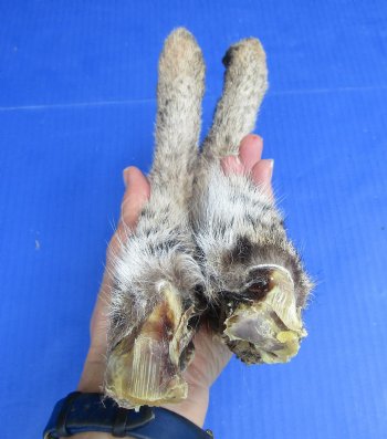 2 Bobcat Legs 10-1/2 and 10-3/4 inches Preserved with Formaldehyde for $17.50 each