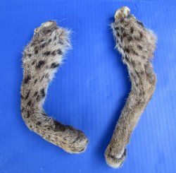 2 Bobcat Legs for Sale Preserved with Formaldehyde 8-1/2 and 10 inches for $17.50 each