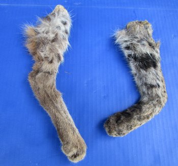 2 Bobcat Legs for Sale Preserved with Formaldehyde 8-1/2 and 10 inches for $17.50 each