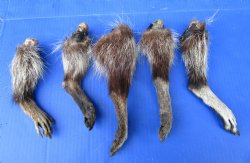 5 Real Raccoon Legs Preserved with Formaldehyde - $19.99