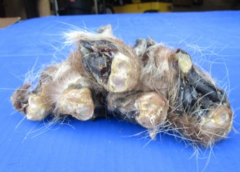 5 Real Raccoon Legs Preserved with Formaldehyde - $19.99