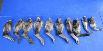 10 Real Raccoon Legs, Feet Preserved in Formaldehyde for $39.99