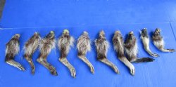 10 Real Raccoon Legs, Feet Preserved in Formaldehyde for $39.99