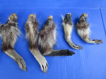 10 Real Raccoon Legs, Feet Preserved in Formaldehyde for $39.99