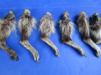 10 Real Raccoon Legs, Feet Preserved in Formaldehyde for $39.99