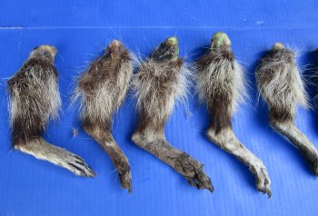 10 Real Raccoon Legs, Feet Preserved in Formaldehyde for $39.99