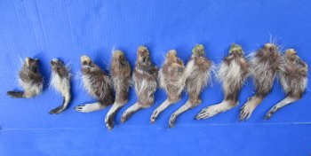 10 Real Raccoon Legs, Feet Preserved in Formaldehyde for $39.99