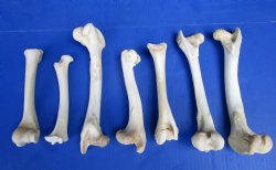 7 Whitetail Deer Leg Bones 7 to 10 inches for $4.75 each