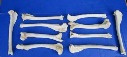 10 Authentic Deer Bones 10 to 12 inches  for $6.00 each