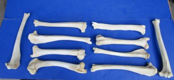 10 Authentic Deer Bones 10 to 12 inches  for $6.00 each