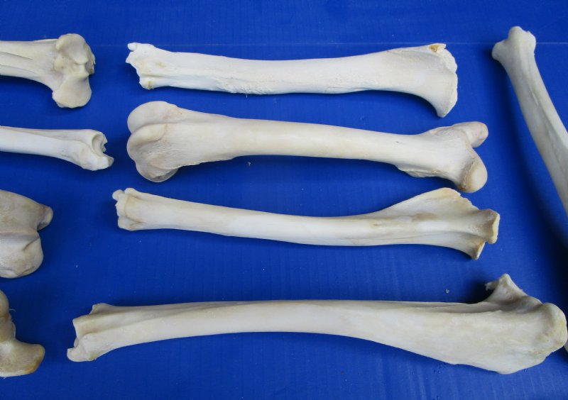 10 Authentic Whitetail Deer Leg Bones 10 to 12 inches for $6.50 each
