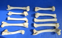 10 Whitetail Deer Leg Bones for Crafts 7 to 10 inches for $4.25 each