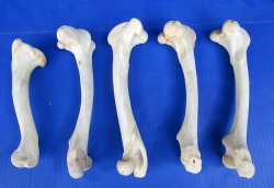 5 Real Whitetail Deer Leg Bones 7 to 10 inches for $6 each