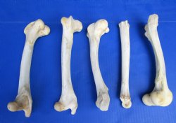 5 Whitetail Deer Leg Bones 7 to 10 inches for $6 each