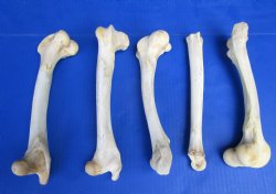 5 Whitetail Deer Leg Bones 7 to 10 inches for $6 each
