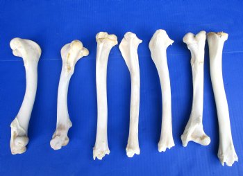 7 Large Whitetail Deer Leg Bones for Crafts 10 to 12 inches for $6.00 each