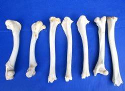 7 Large Whitetail Deer Leg Bones for Crafts 10 to 12 inches for $6.00 each