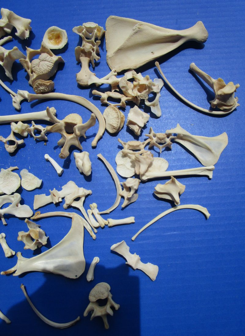100 Assorted Tiny and Small Animal Bones for Crafts 1/2 to 6 inches