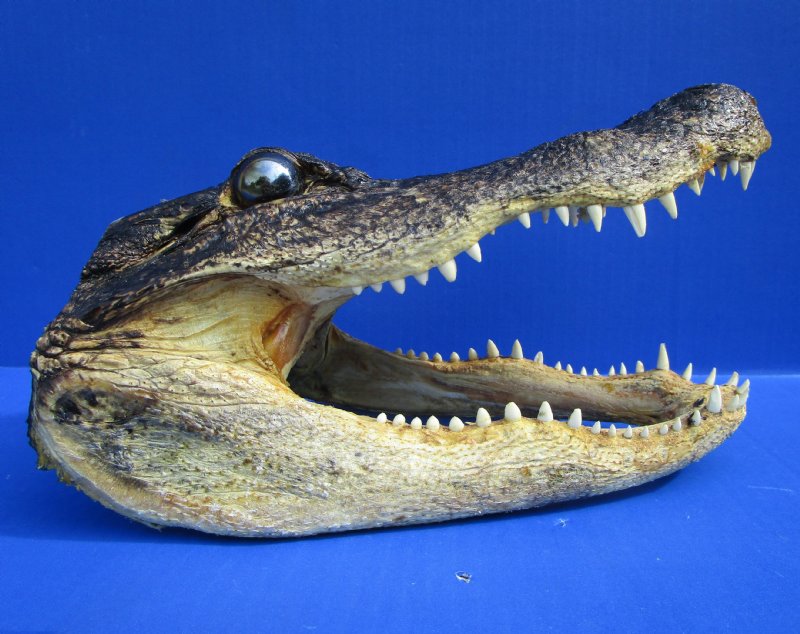 10-5/8 inches Alligator Head Souvenir for $32.99
