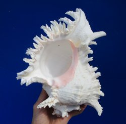 9 inches Extra Large Ramose Murex Shell for $27.99