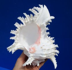 8 inches Large Murex Ramosus Shell - $16.99