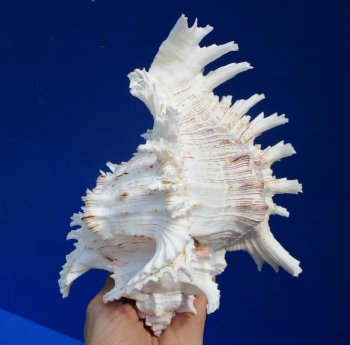 8 inches Large Murex Ramosus Shell - $16.99