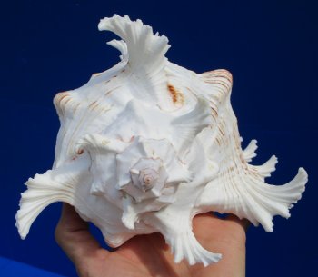 8 inches Large Murex Ramosus Shell - $16.99