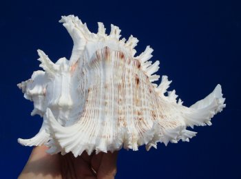 8 inches Large Murex Ramosus Shell - $16.99