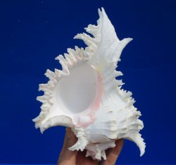 8-7/8 inches Giant Ramose Murex Shell - $16.99