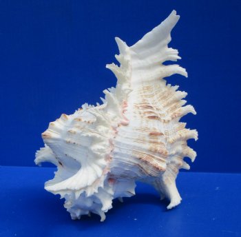 8-7/8 inches Giant Ramose Murex Shell - $16.99