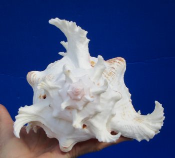 8-7/8 inches Giant Ramose Murex Shell - $16.99