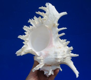 9-1/2 inches Extra Large Ramose Murex Shell - $27.99