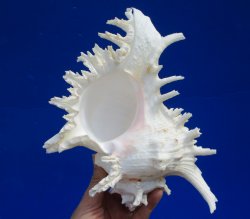 9-1/2 inches Extra Large Ramose Murex Shell - $27.99